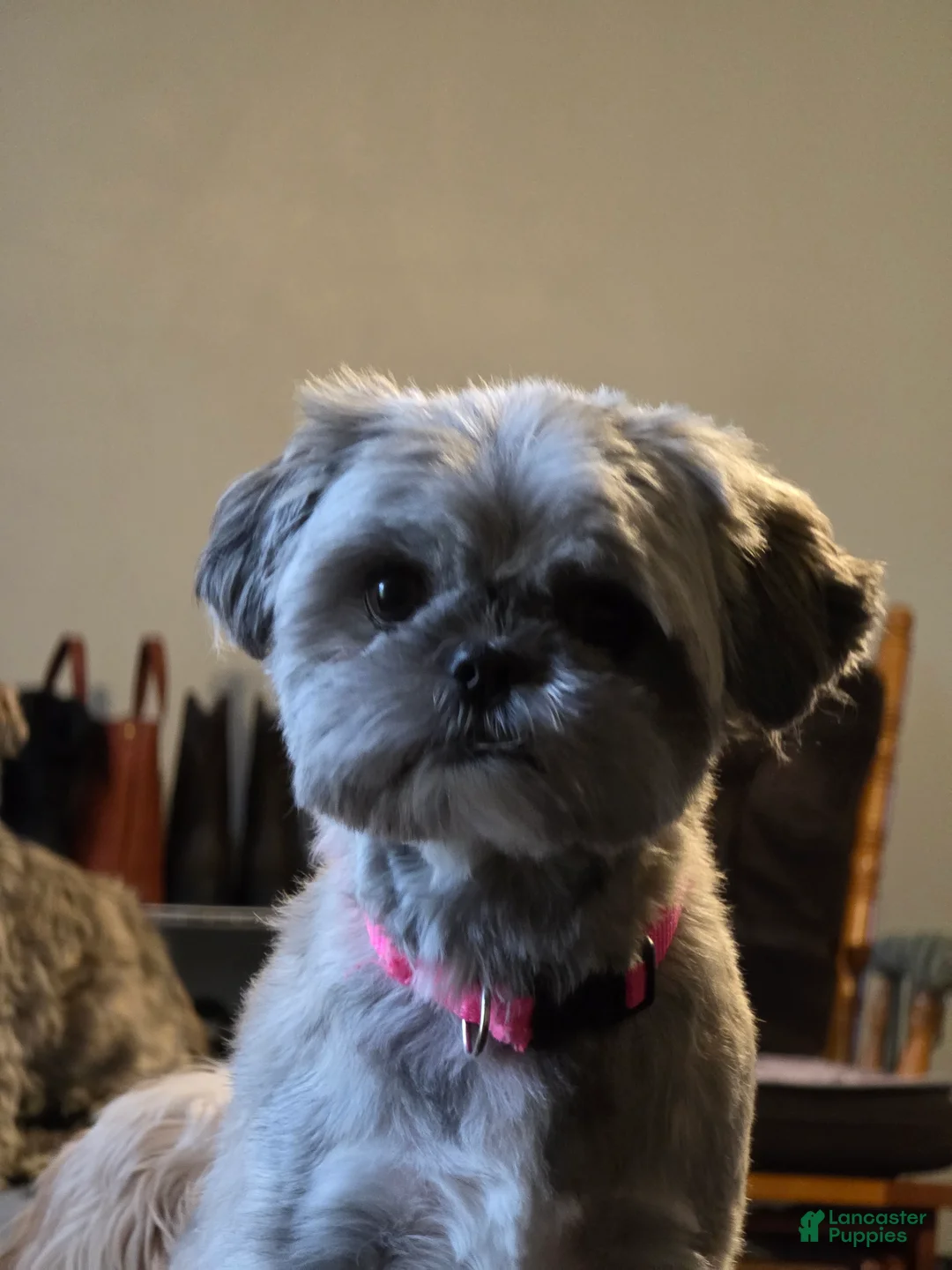 Teddy Bear dogs for sale: Teddy Bear Puppy 1 - Ad 3