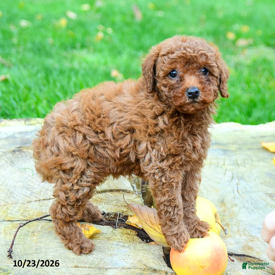 Toy Poodle dogs for sale: Brooke - Ad 3
