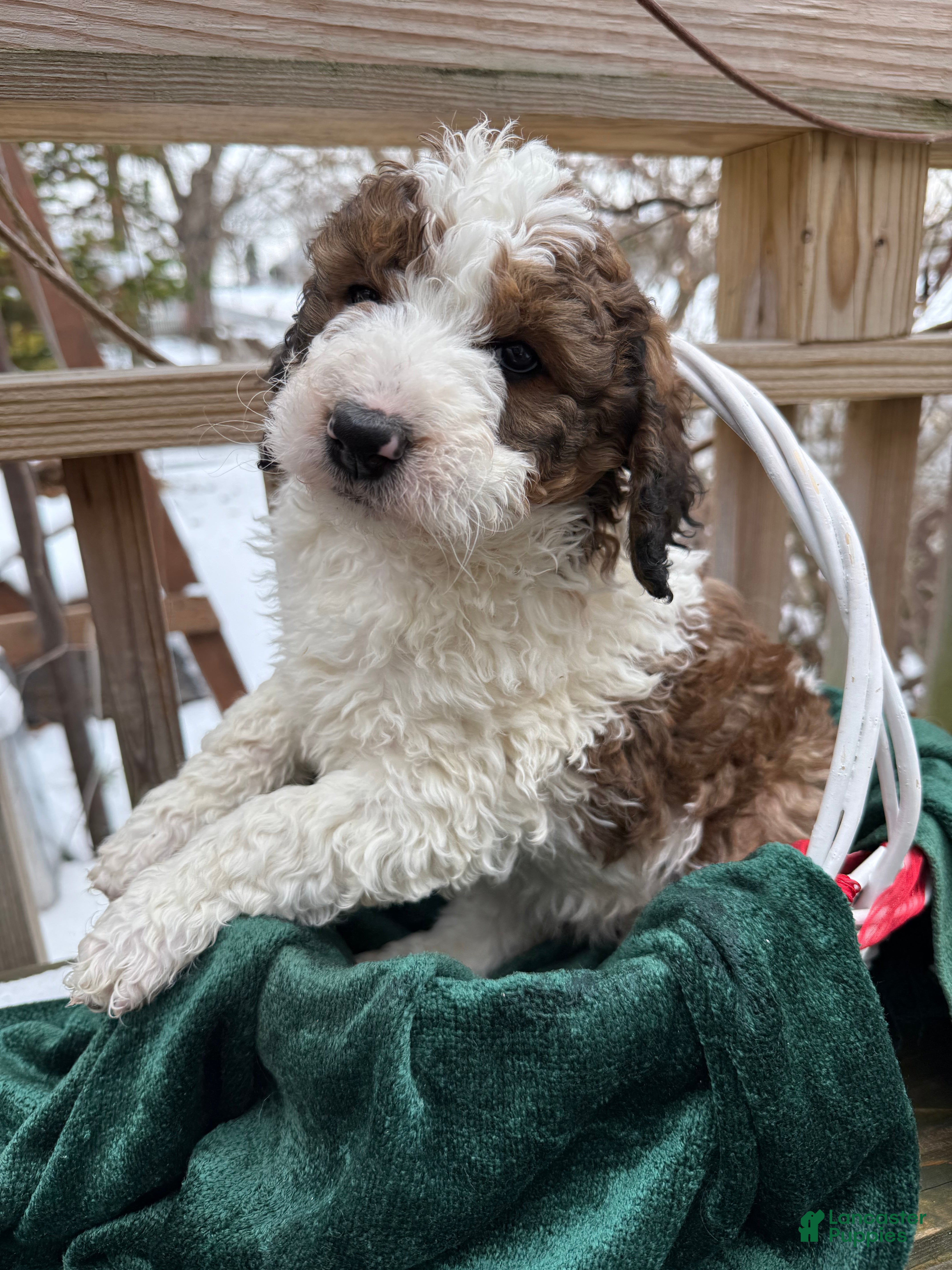 Saint Berdoodles dogs Bella - Ad 11