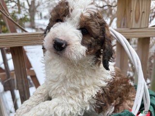 Saint Berdoodles dogs Bella - Ad 1