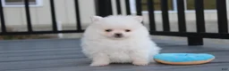 Pomeranian dogs for sale: Mochi - Ad 25