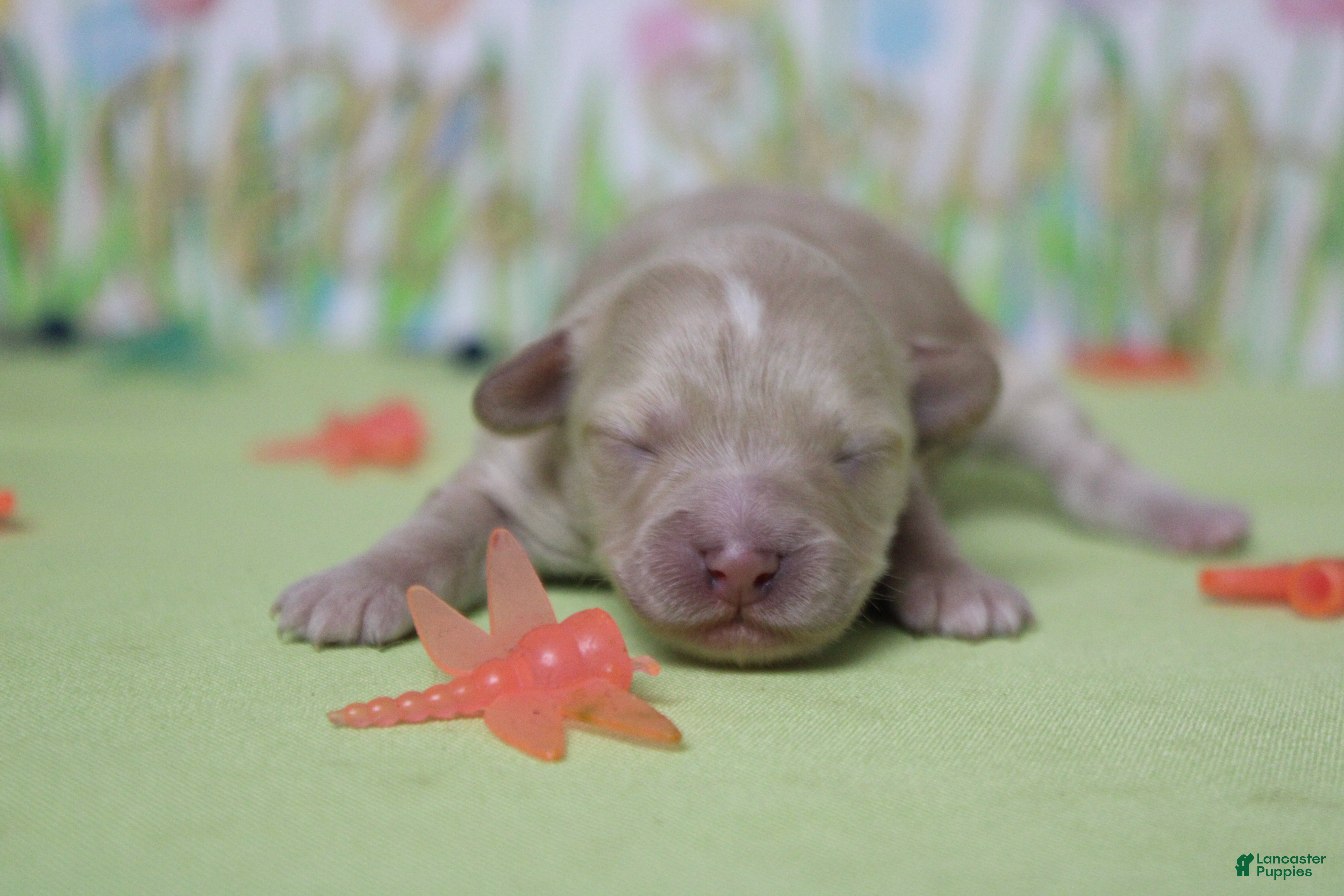 Havapoo dogs Veruca  - Ad 8