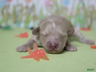 Havapoo dogs Veruca - Ad 8