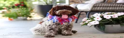 Lagotto Romagnolo dogs for sale: Leo - Ad 5