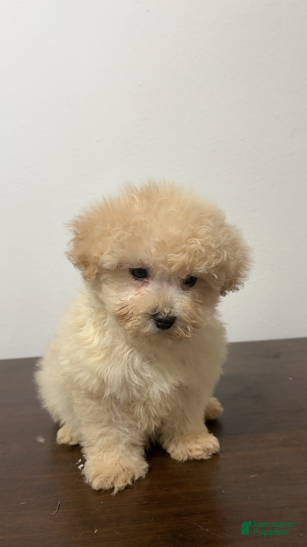 Miniature Poodle dogs for sale: Bella - Ad 2