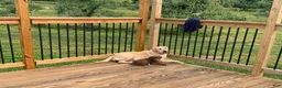 Mixed Breed dogs for sale: Inka - Ad 16