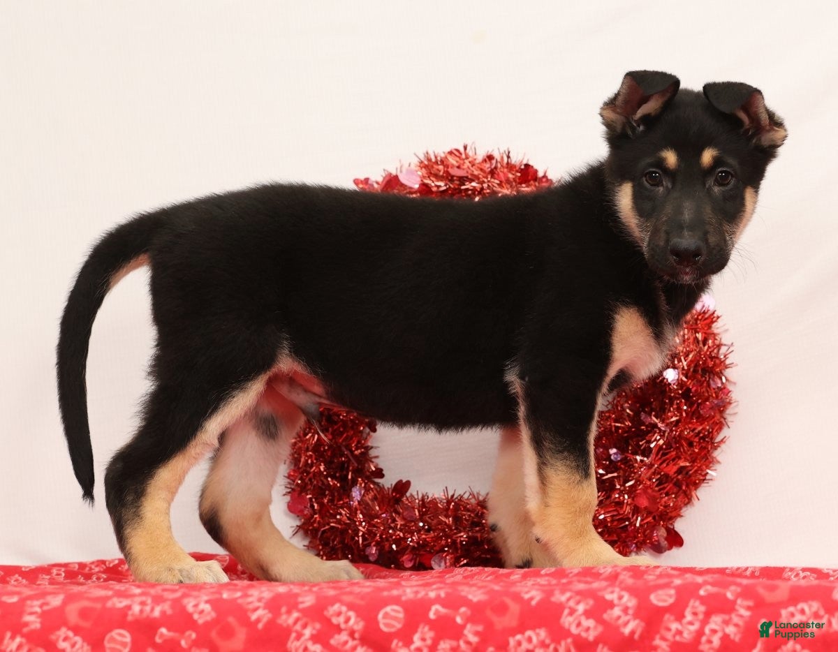 German Shepherd dogs Moose - Ad 4