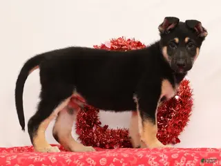 German Shepherd dogs Moose - Ad 7