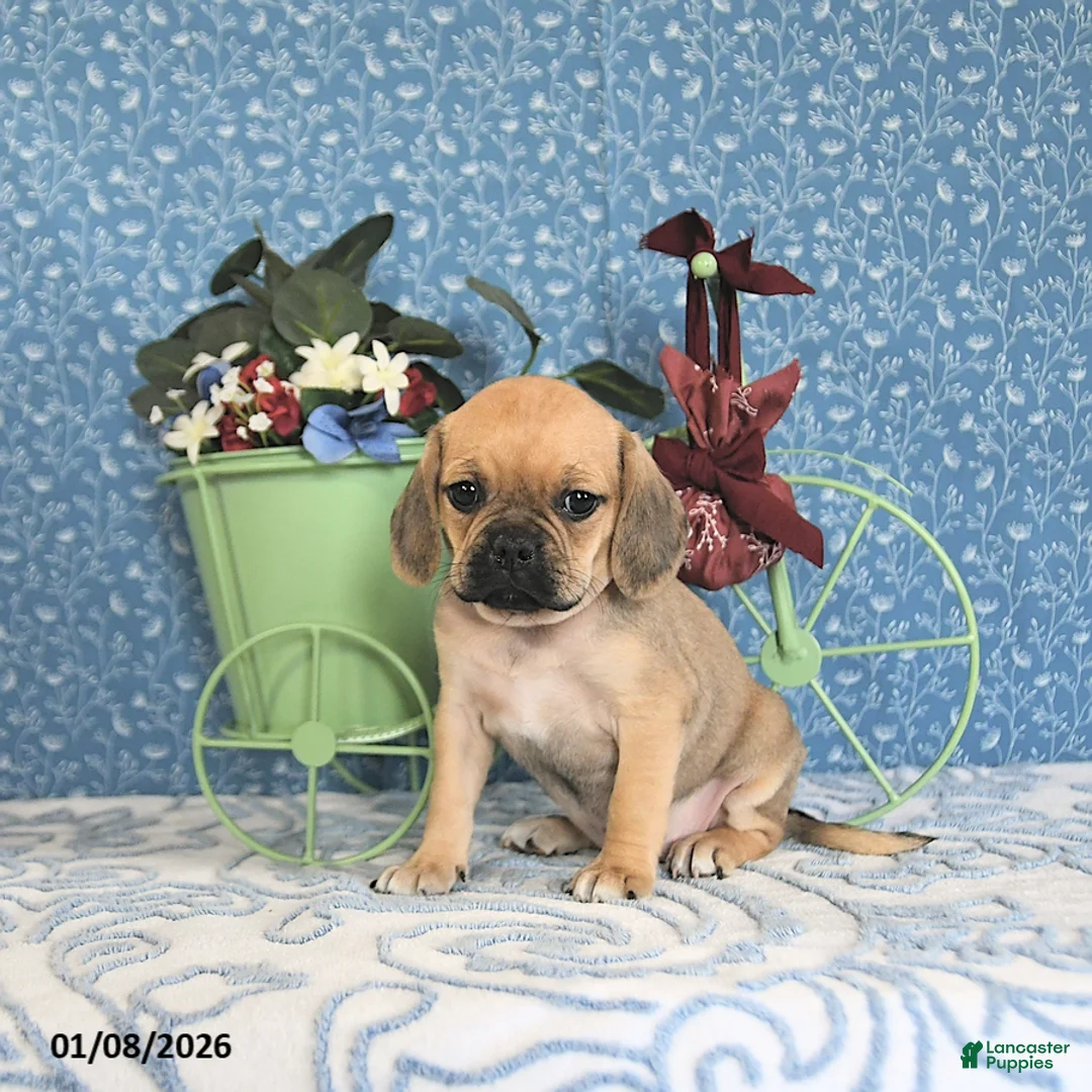 Puggle dogs for sale: Kaci - Ad 7