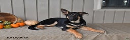 German Shepherd dogs for sale: Kelsey - Ad 4