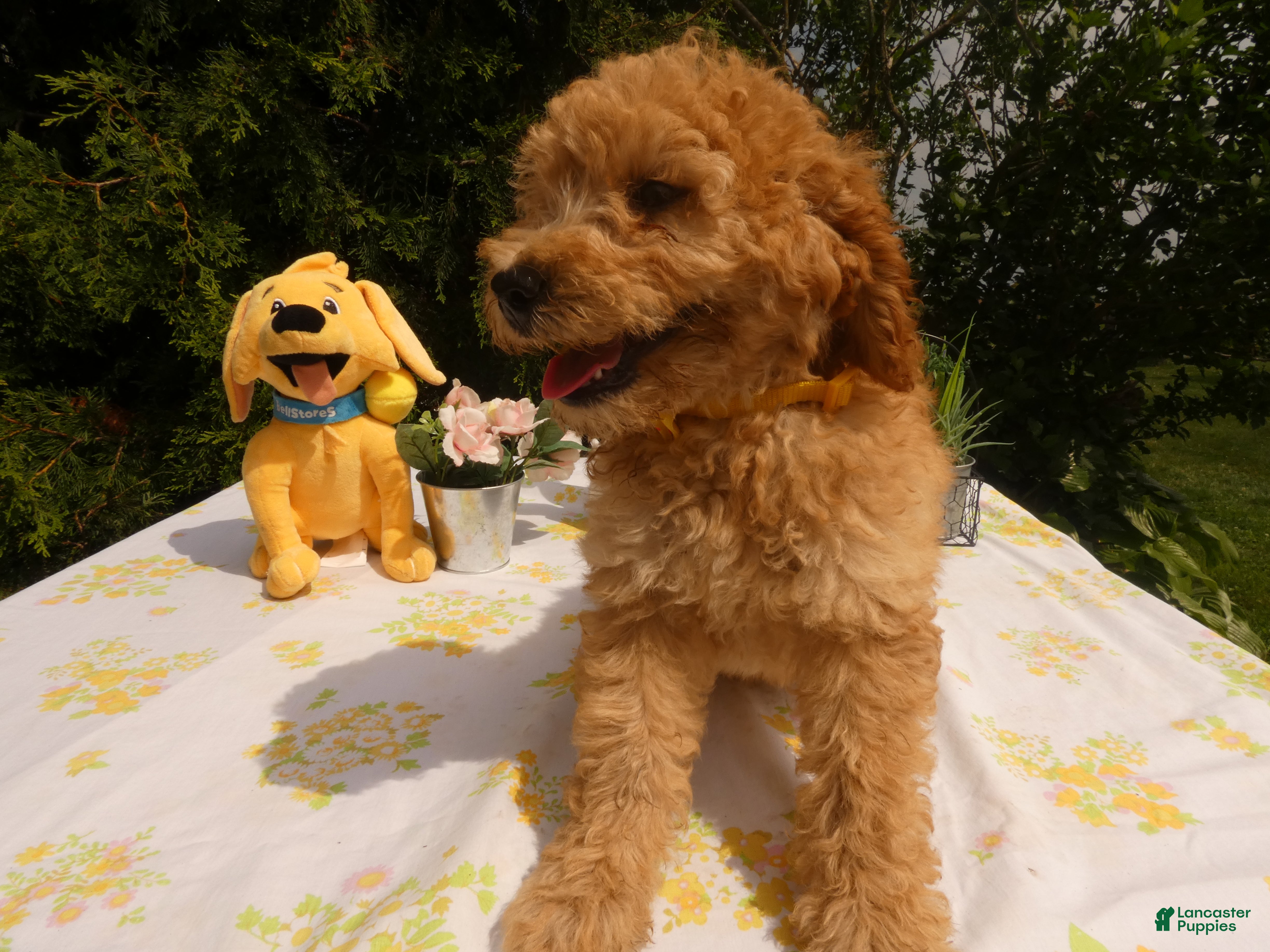 Mini Goldendoodle dogs Goldendoodle 6 Scarlet - Ad 2