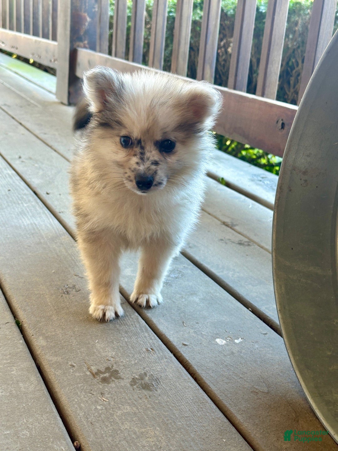 Pomsky dogs for sale: Clover - Ad 5