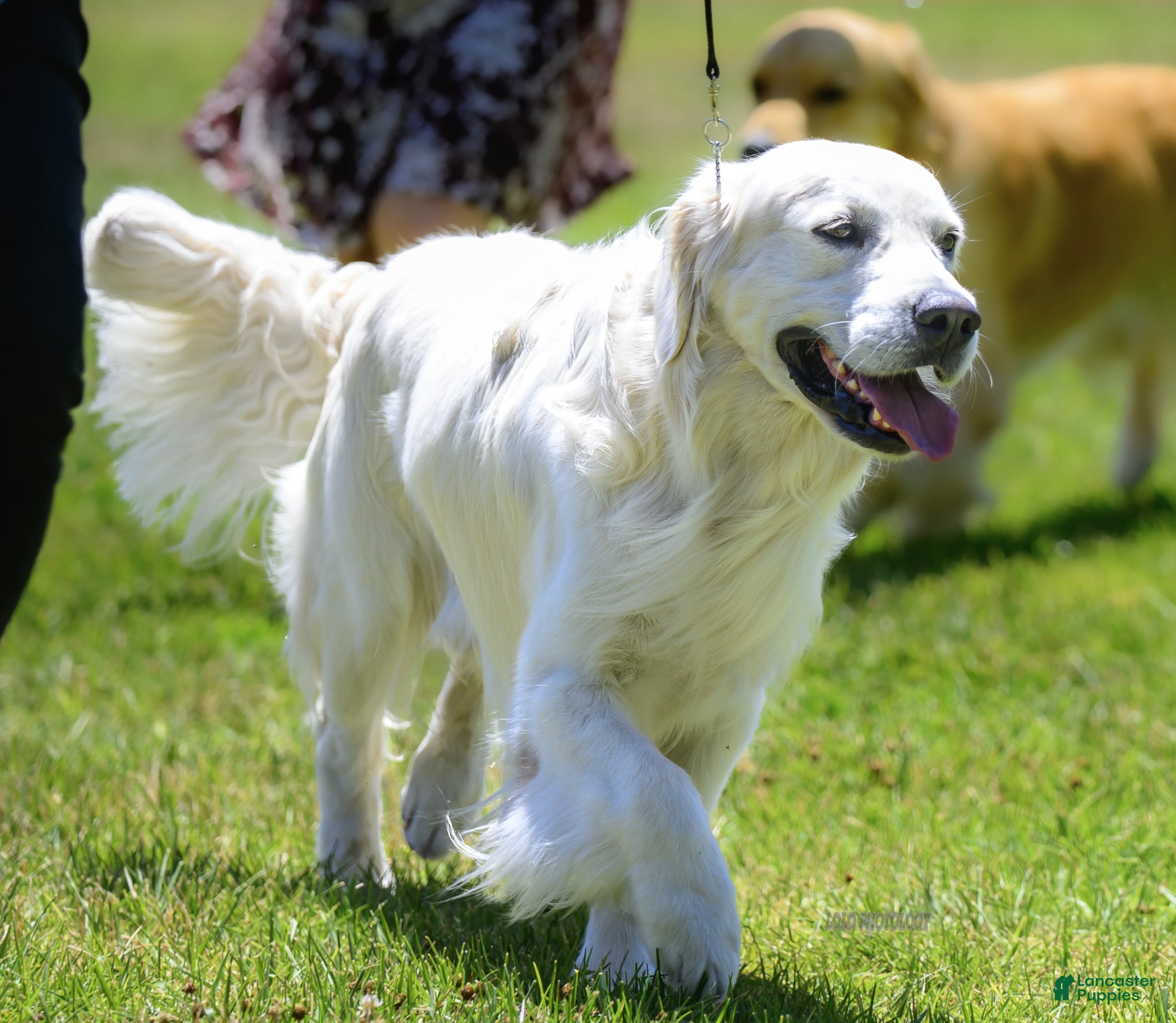 Golden Retriever dogs Golden retriever stud - Ad 1