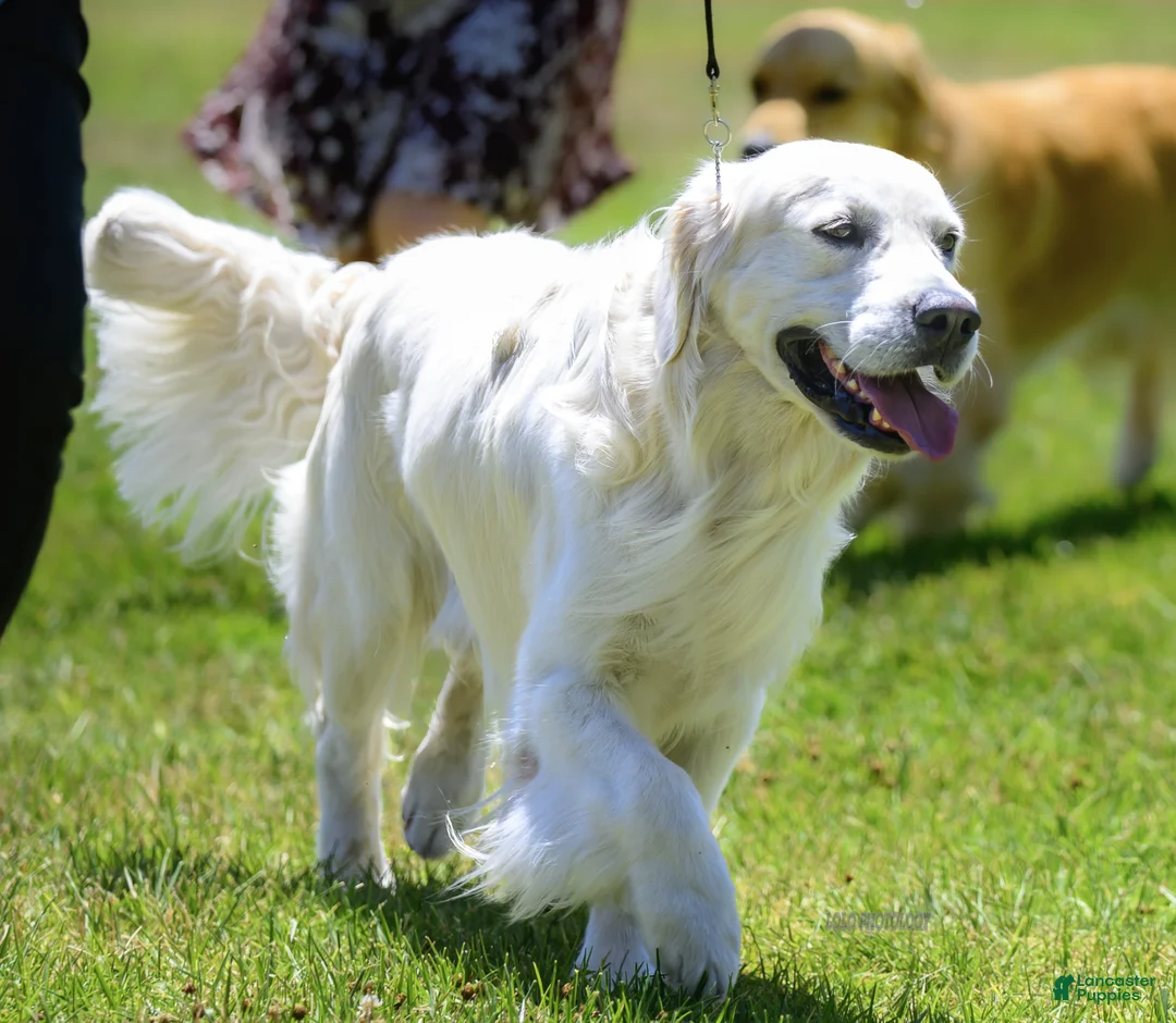 Golden Retriever dogs for stud: Golden retriever stud - Ad 1