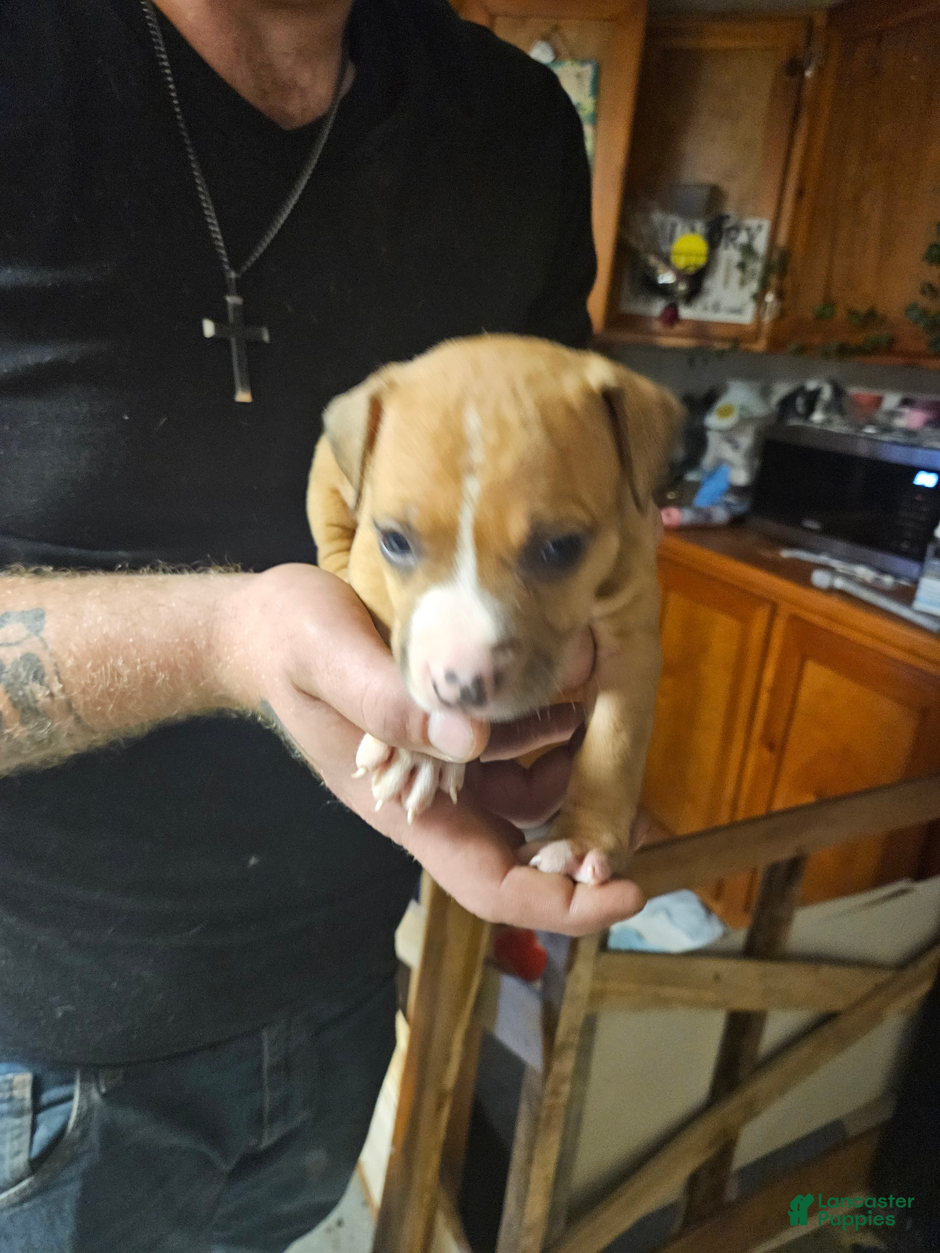 American Pit Bull Terrier dogs American Pit Bull Terrier 2 - Ad 30
