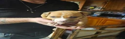 American Pit Bull Terrier dogs for sale: American Pit Bull Terrier 2 - Ad 1