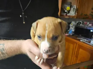 American Pit Bull Terrier dogs American Pit Bull Terrier 2 - Ad 22
