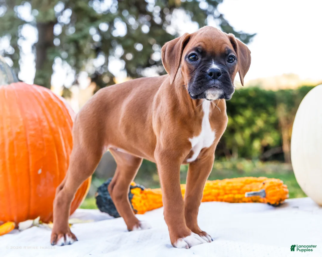 Boxer dogs for sale: Peggy Boxer - Ad 1