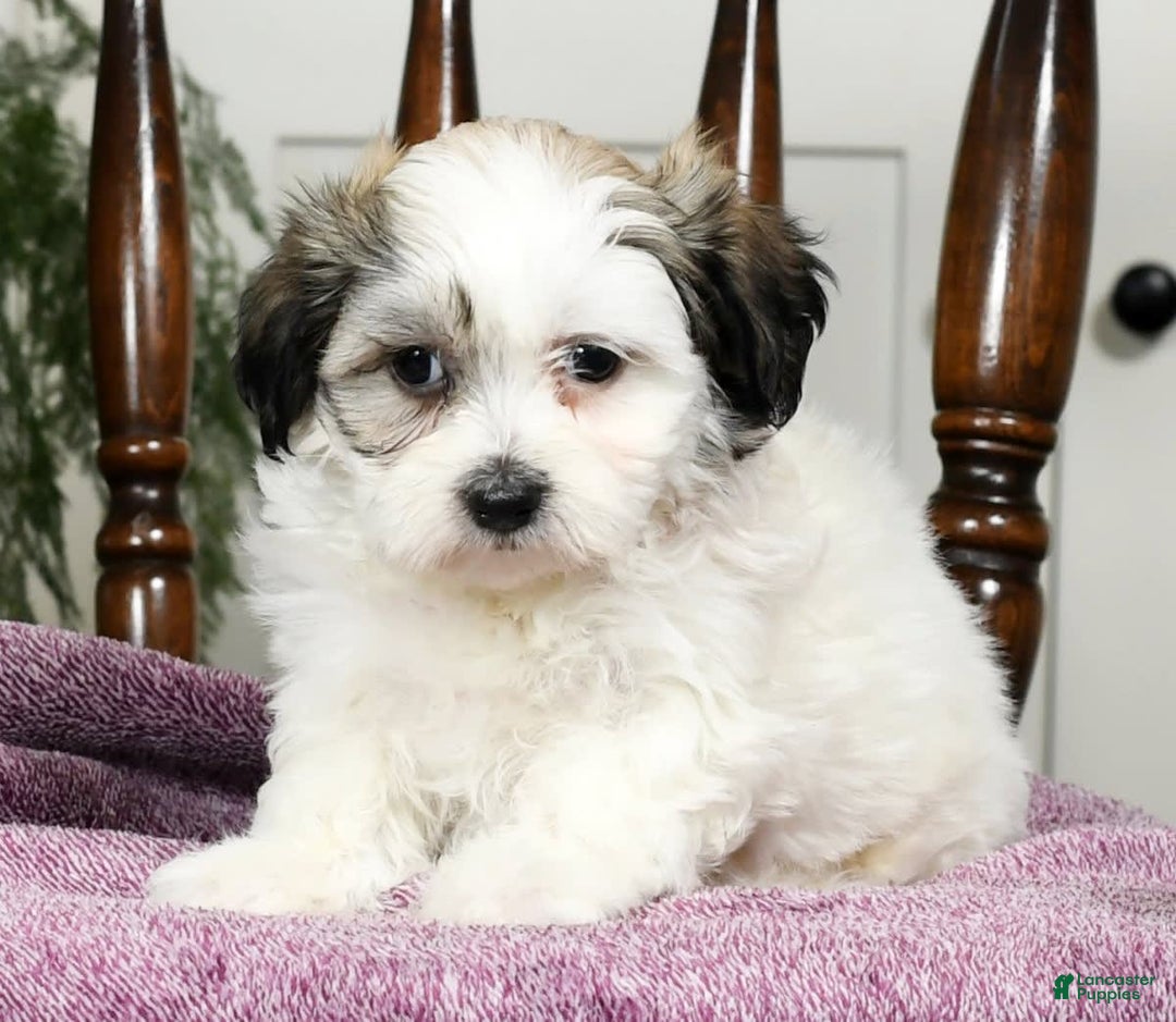 Gallery Image {{count}}