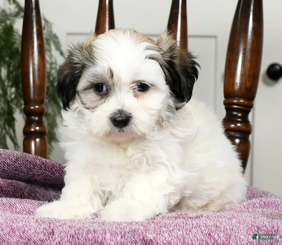 Gallery Image {{count}}