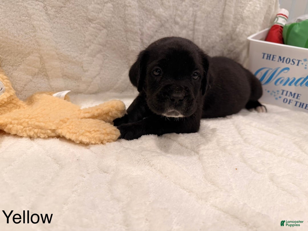 Cane Corso dogs for sale: Thor (yellow)  - Ad 2