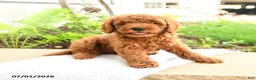 Miniature Poodle dogs for sale: Sleepy - Ad 3