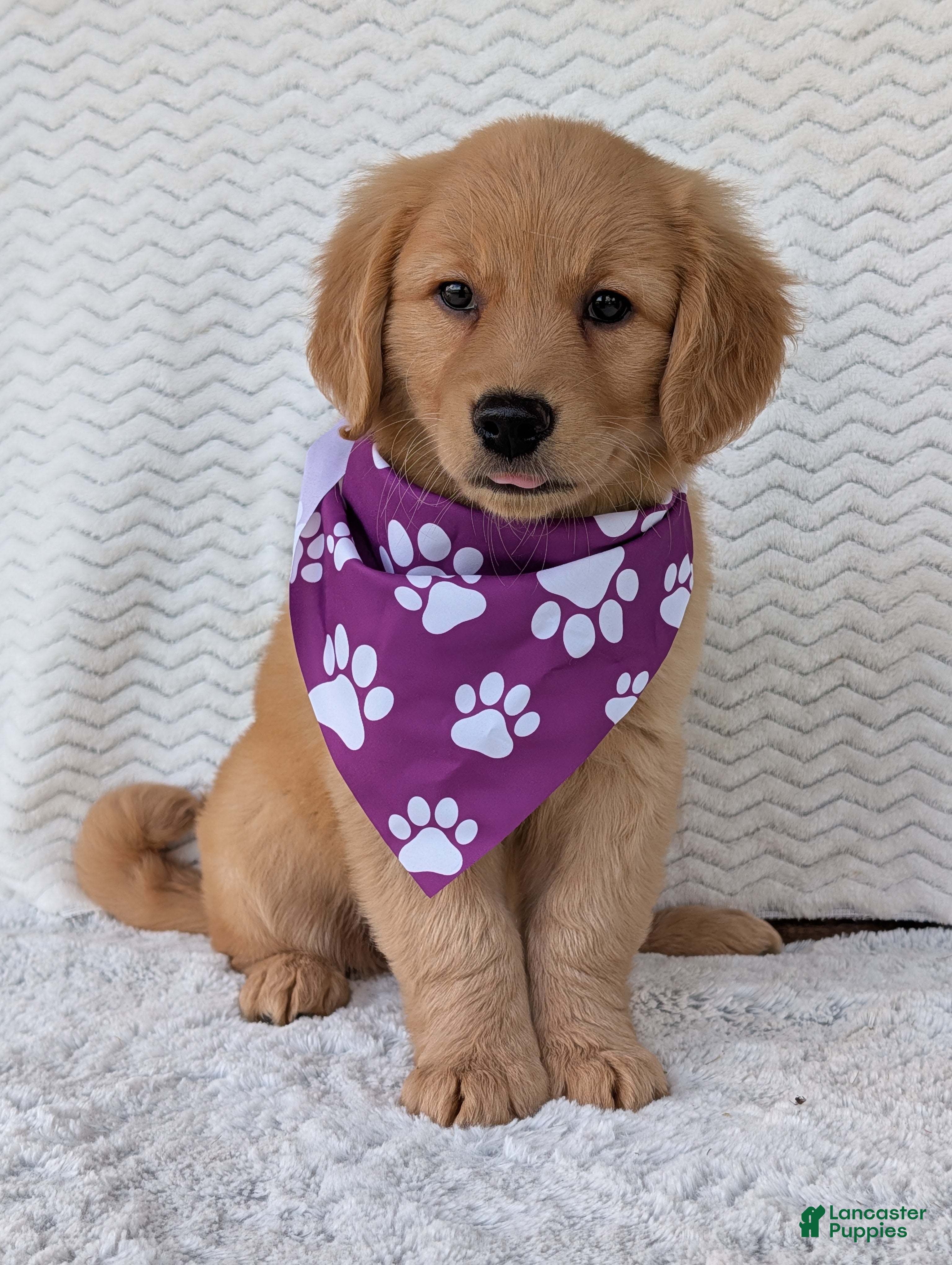 Golden Retriever dogs Miss Stella  - Ad 2