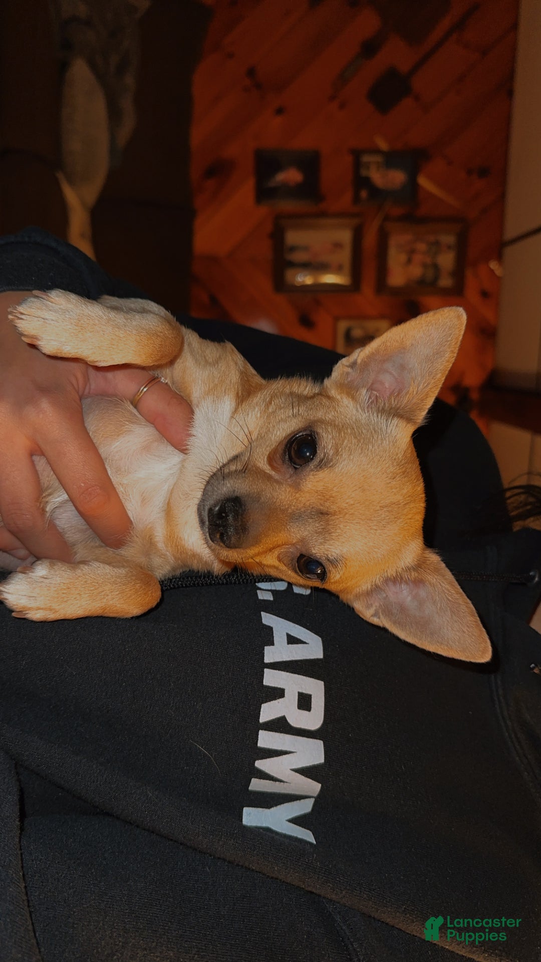 Chihuahua dogs for sale: Bronzy  - Ad 3