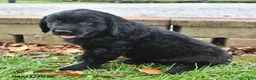 Labrador Retriever dogs for sale: Rambo - Ad 3
