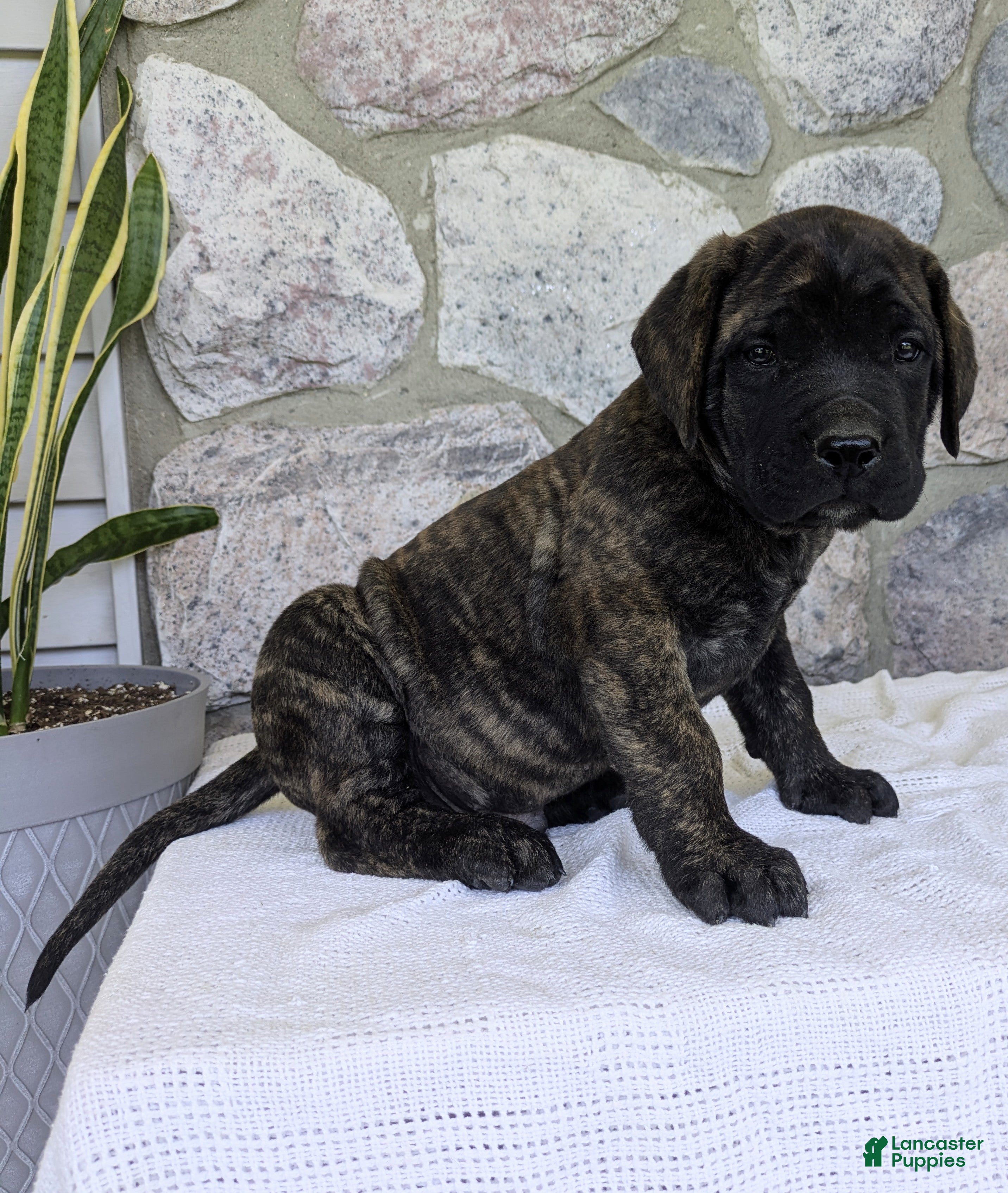 English Mastiff dogs for sale: Bear - Ad 3