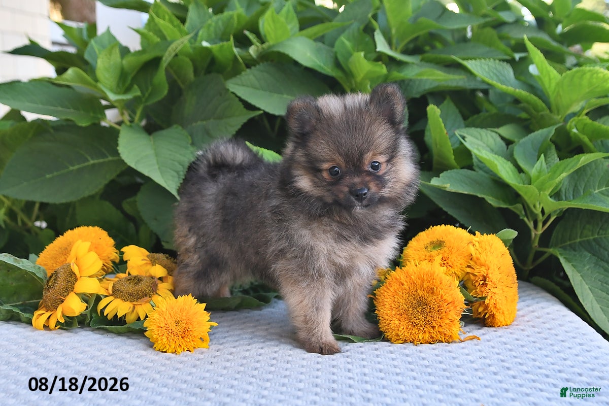 Pomeranian dogs Misty - Ad 1