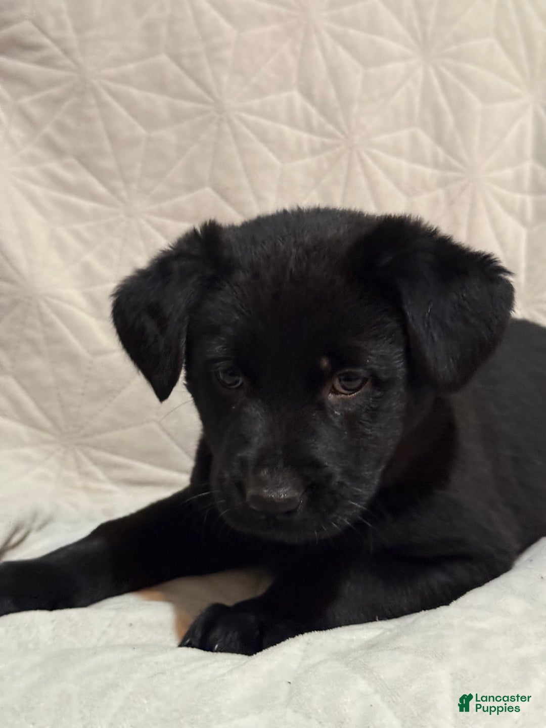Mixed Breed dogs for sale: Mixed Breed Puppy 6 - Ad 5