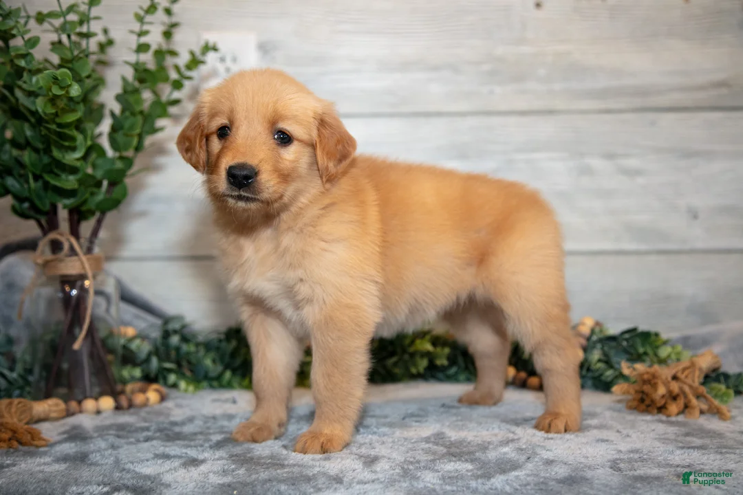 Golden Retriever dogs for sale: Roxie - Ad 1