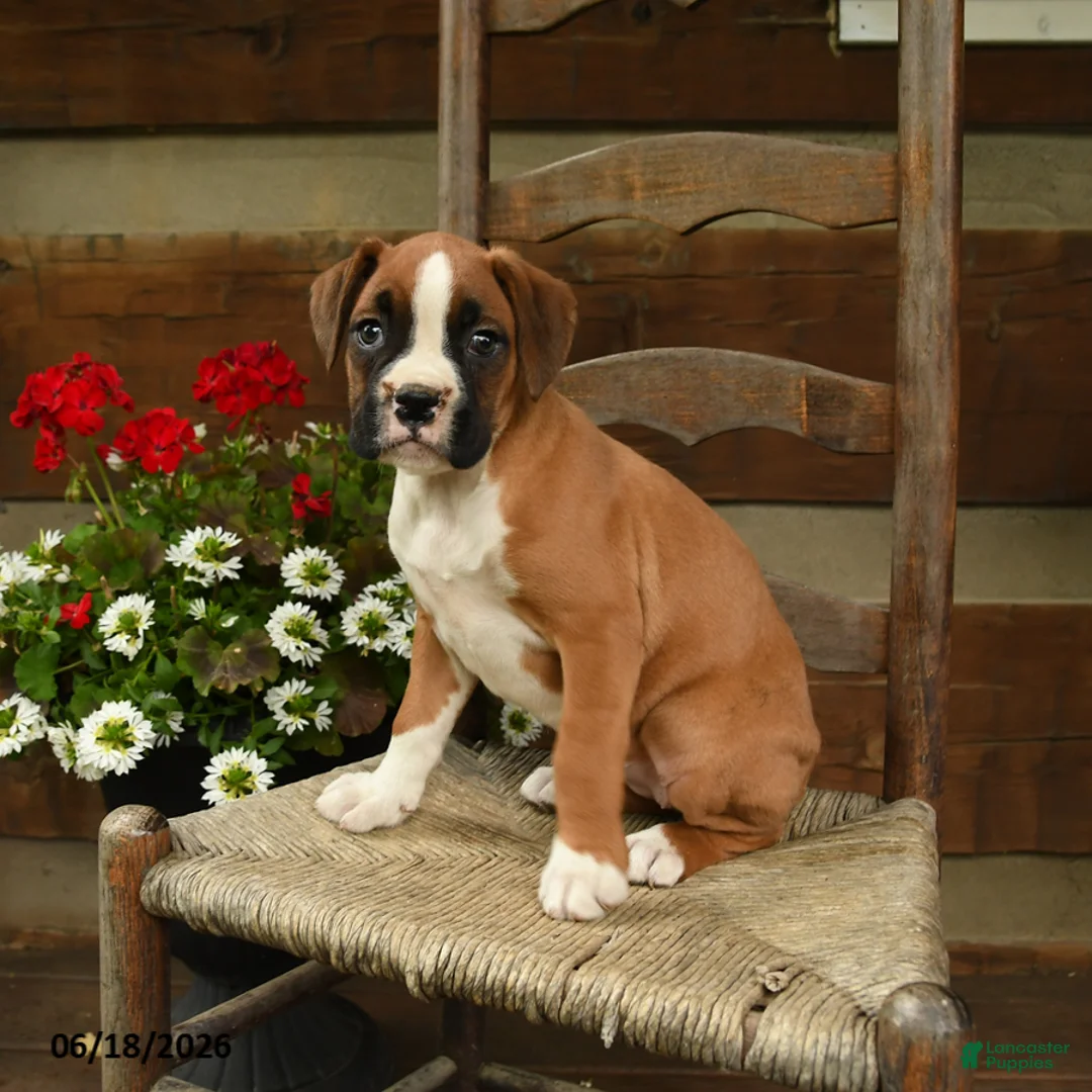 Boxer dogs for sale: Bella   - Ad 2