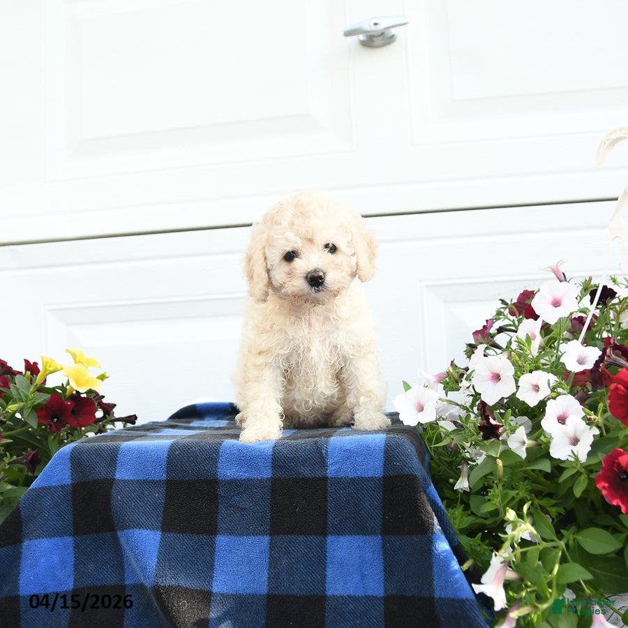 Cavapoo dogs for sale: Rosa - Ad 1