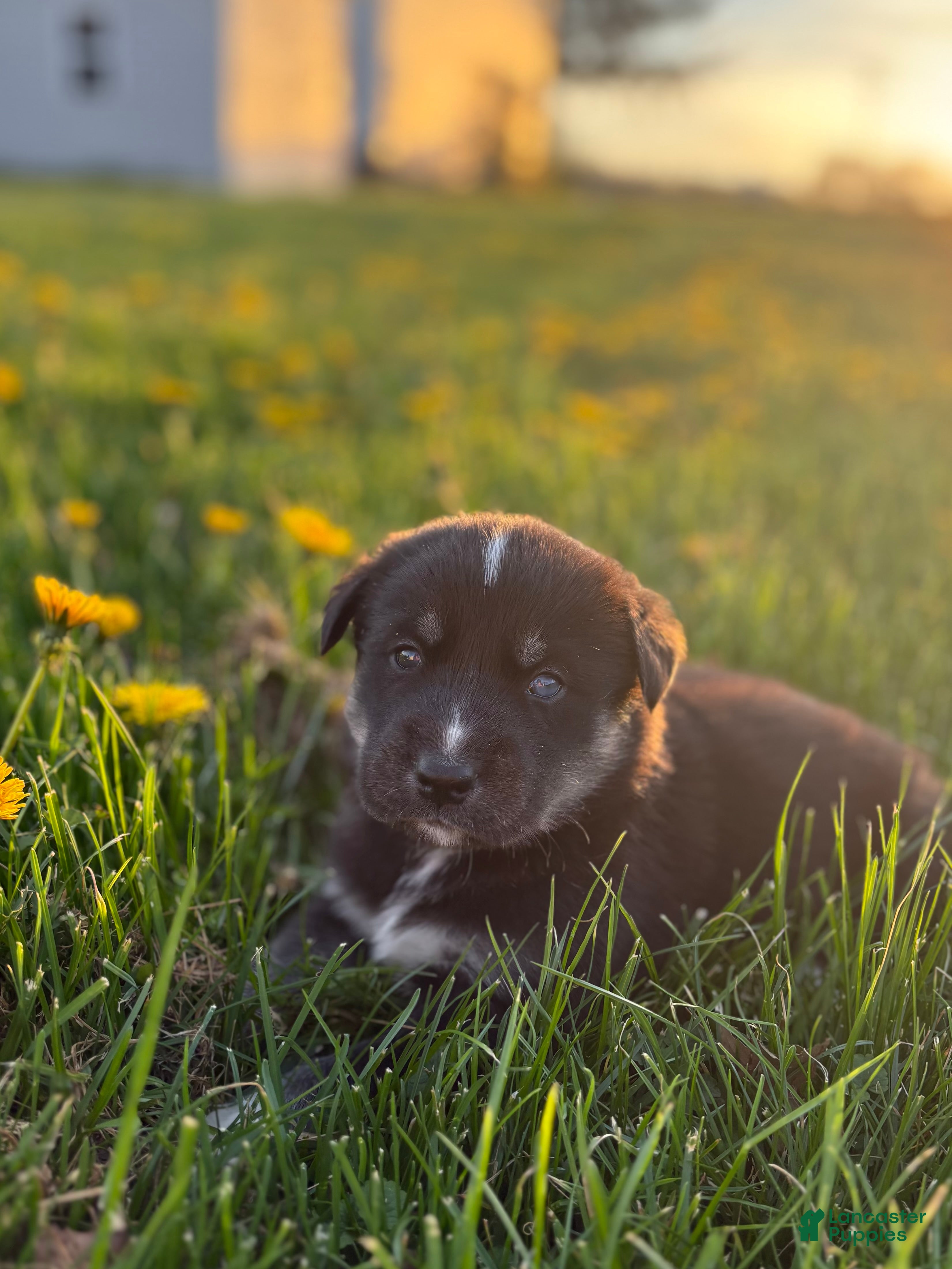 Goberian dogs Hunter - Ad 3