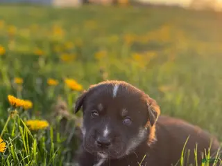 Goberian dogs Hunter - Ad 14
