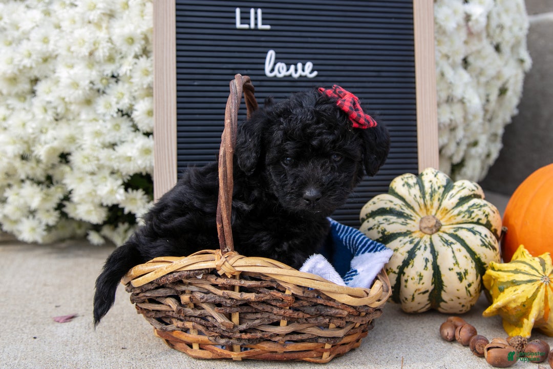 Mixed Breed dogs for sale: Amelia - Ad 2