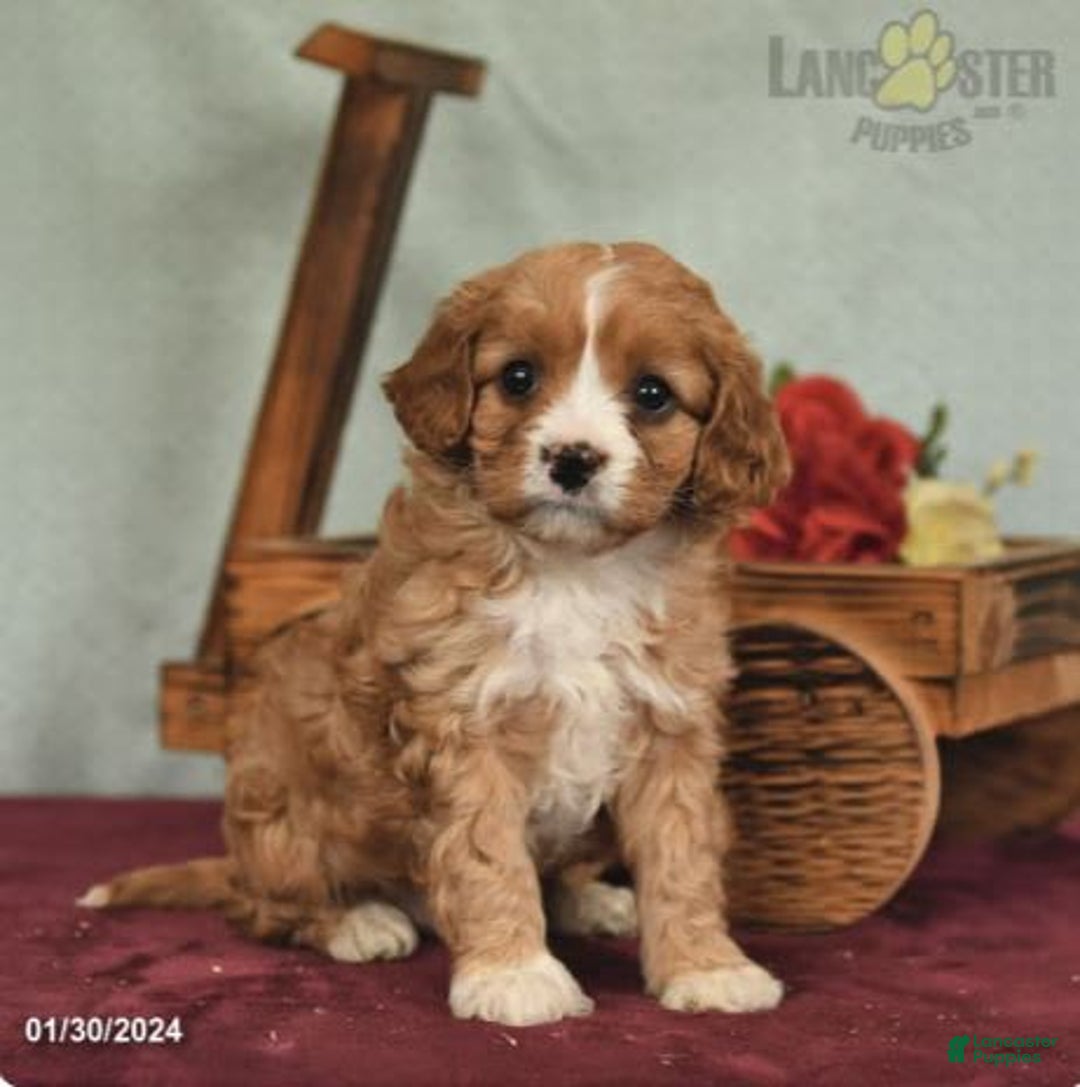 Gallery Image {{count}}