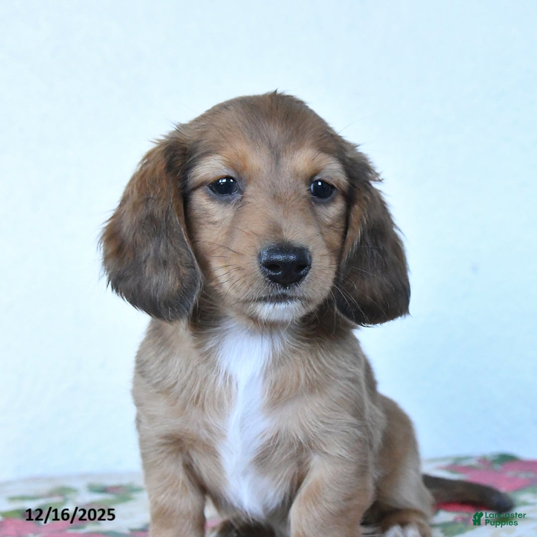 Miniature Dachshund dogs for sale: Buster - Ad 4