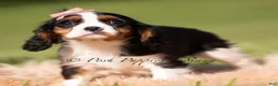 Cavalier King Charles Spaniel dogs for sale: Indie AKC - Ad 4