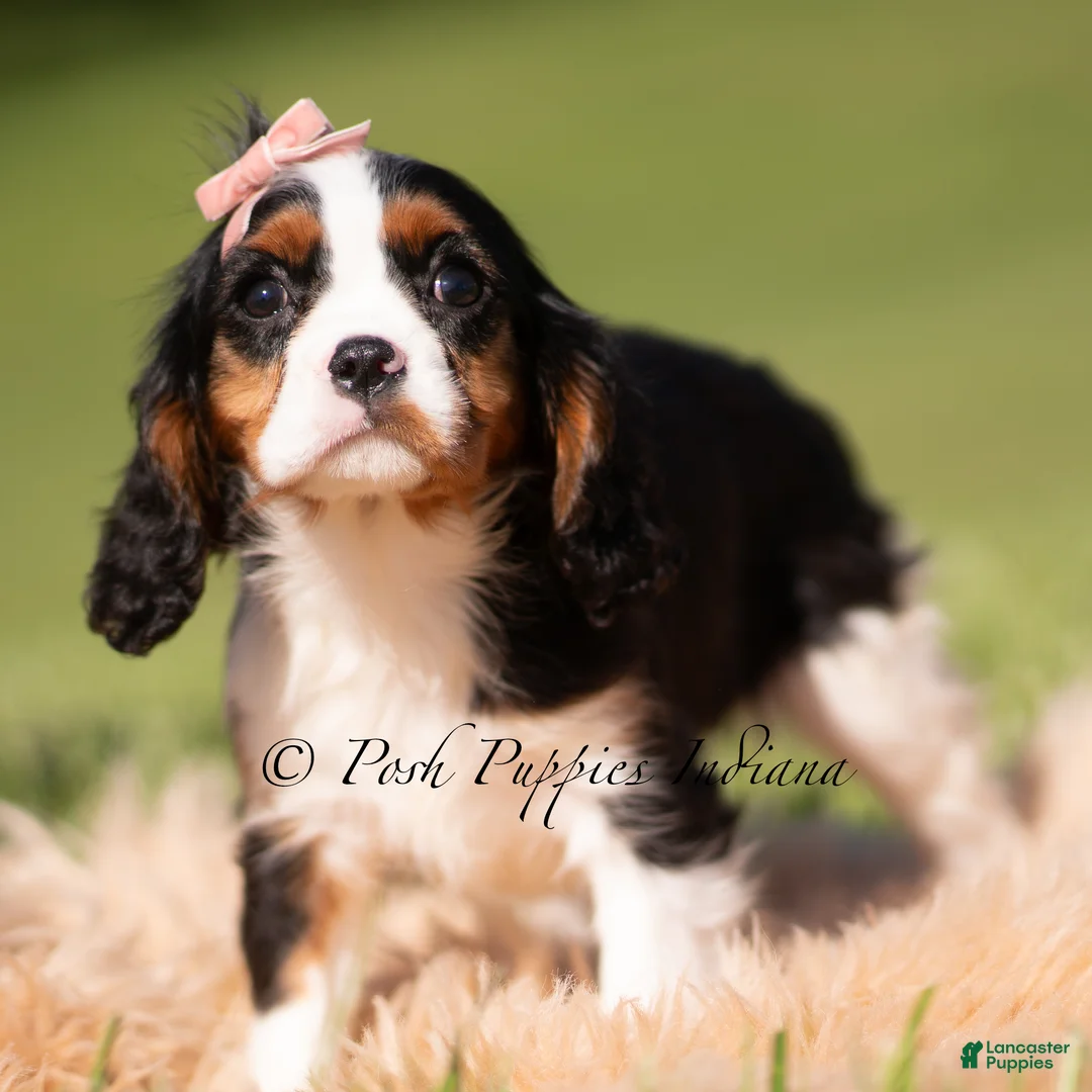 Cavalier King Charles Spaniel dogs for sale: Indie AKC - Ad 4