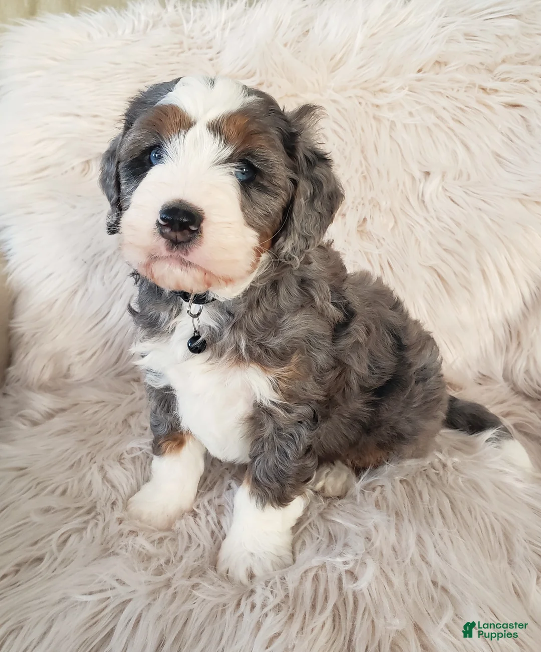 Mini Bernedoodle dogs for sale: Koda - Ad 8