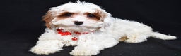 Cavapoo dogs for sale: Sienna - Ad 4