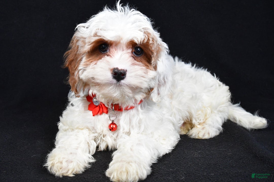 Cavapoo dogs for sale: Sienna - Ad 4