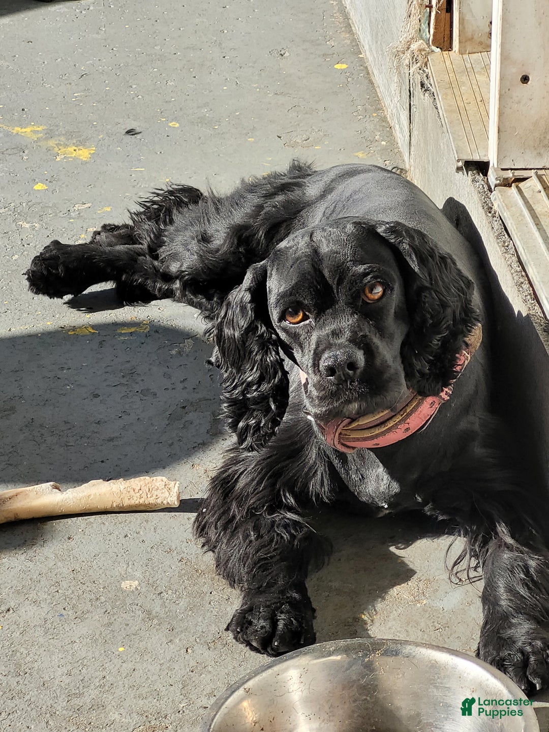 Cockapoo dogs for sale: Black Boy  - Ad 5