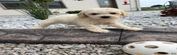Miniature Poodle dogs for sale: Noel - Ad 12
