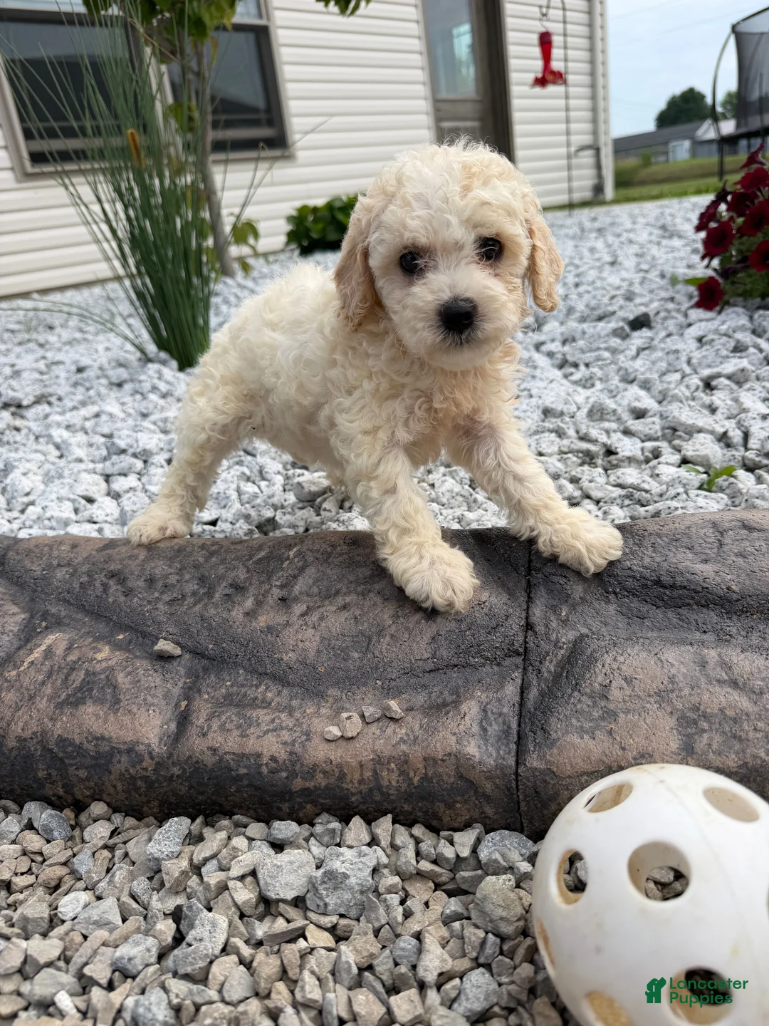 Miniature Poodle dogs for sale: Noel - Ad 12