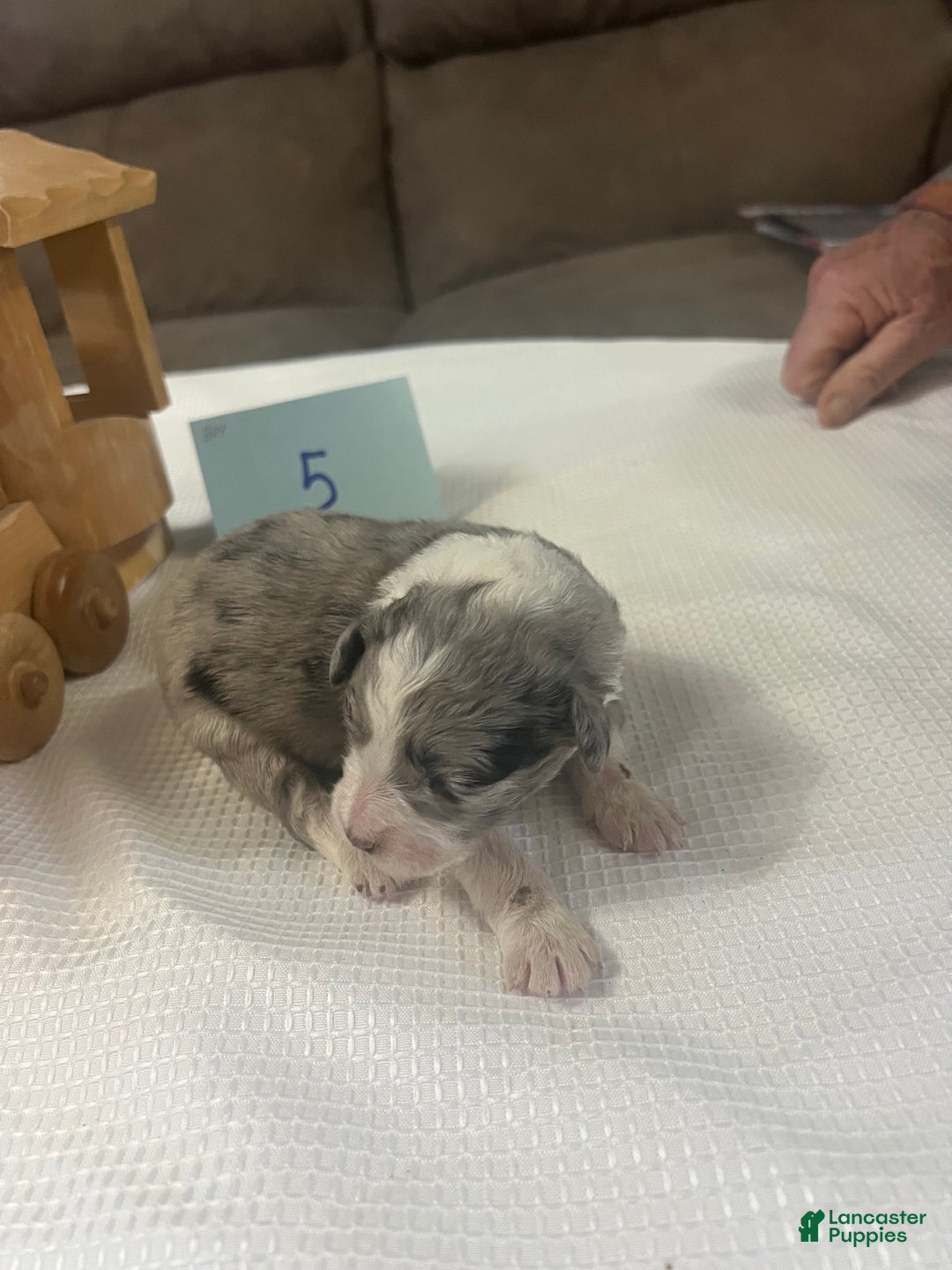 Aussiedoodle dogs for sale: JAZZ 5 - Ad 5