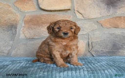 Mini Goldendoodle dogs for sale: Mia  - Image 2